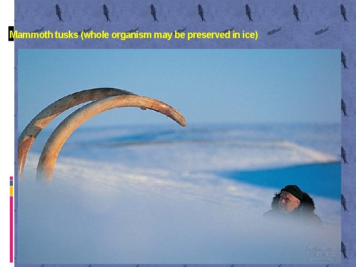 Mammoth tusks (whole organism may be preserved in ice) 