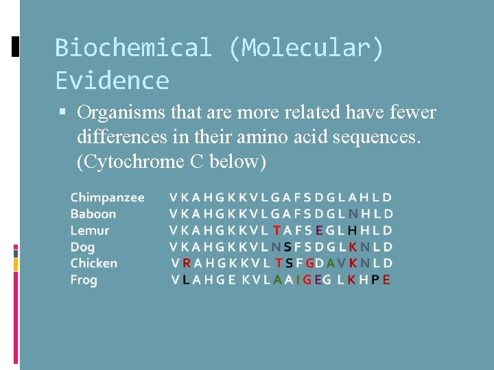 Biochemical (Molecular) Evidence Organisms that are more related have fewer differences in their amino