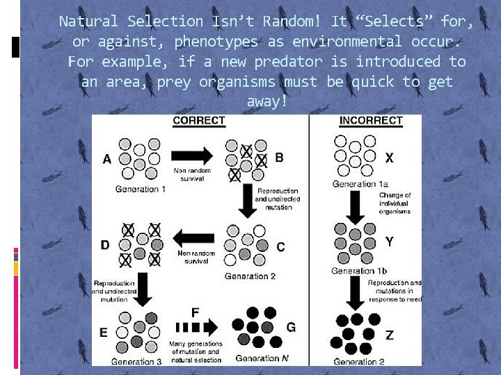 Natural Selection Isn’t Random! It “Selects” for, or against, phenotypes as environmental occur. For