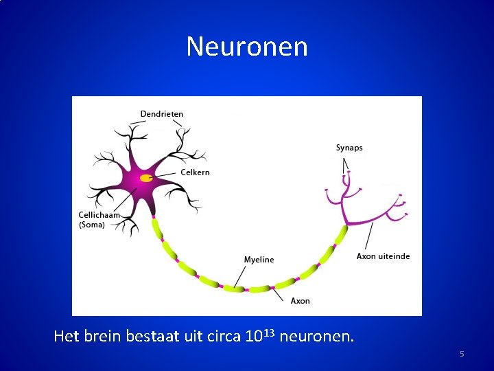 Neuronen Het brein bestaat uit circa 1013 neuronen. 5 