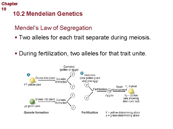 Chapter 10 Sexual Reproduction and Genetics 10. 2 Mendelian Genetics Mendel’s Law of Segregation