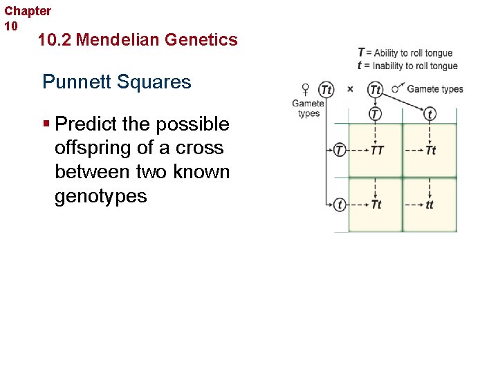 Chapter 10 Sexual Reproduction and Genetics 10. 2 Mendelian Genetics Punnett Squares § Predict