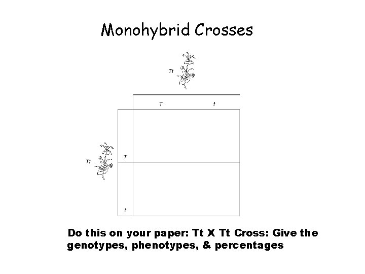 Monohybrid Crosses Do this on your paper: Tt X Tt Cross: Give the genotypes,