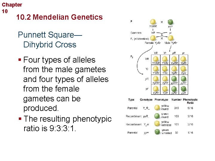 Chapter 10 Sexual Reproduction and Genetics 10. 2 Mendelian Genetics Punnett Square— Dihybrid Cross