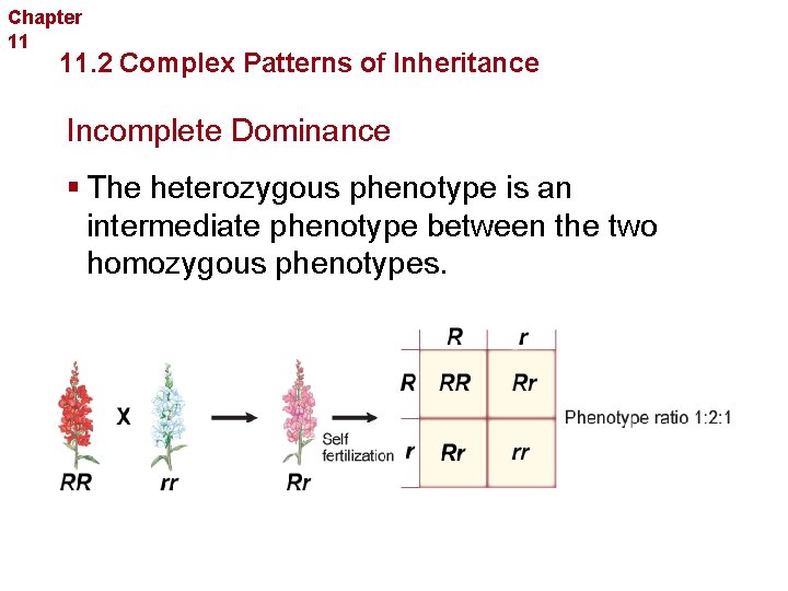 Chapter 11 Complex Inheritance and Human Heredity 11. 2 Complex Patterns of Inheritance Incomplete