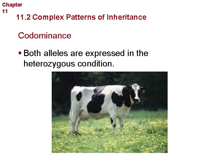 Chapter 11 Complex Inheritance and Human Heredity 11. 2 Complex Patterns of Inheritance Codominance