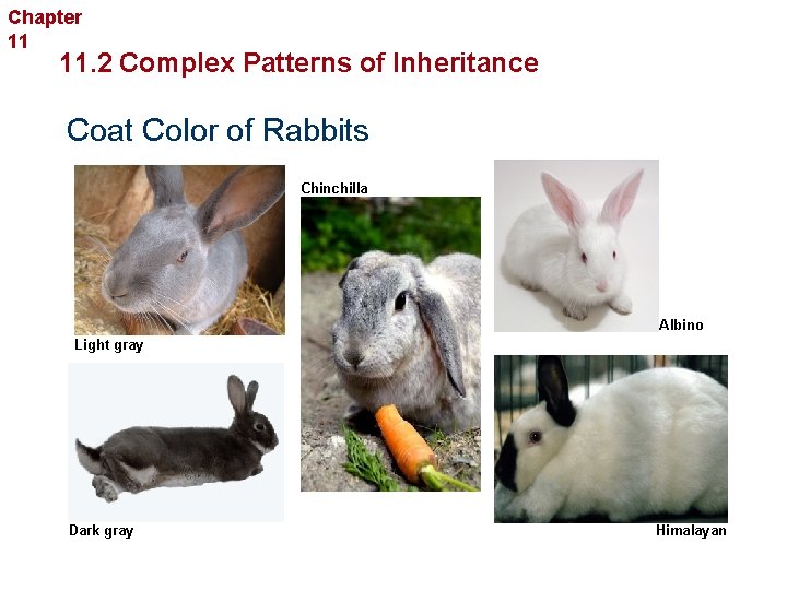 Chapter 11 Complex Inheritance and Human Heredity 11. 2 Complex Patterns of Inheritance Coat