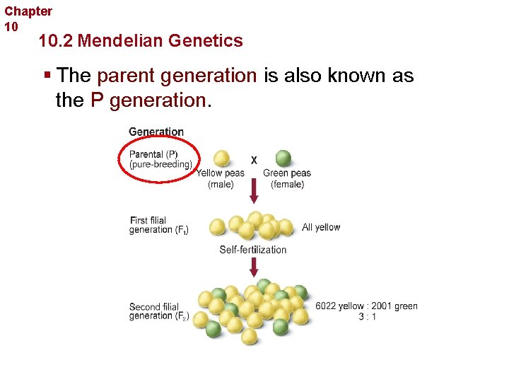Chapter 10 Sexual Reproduction and Genetics 10. 2 Mendelian Genetics § The parent generation