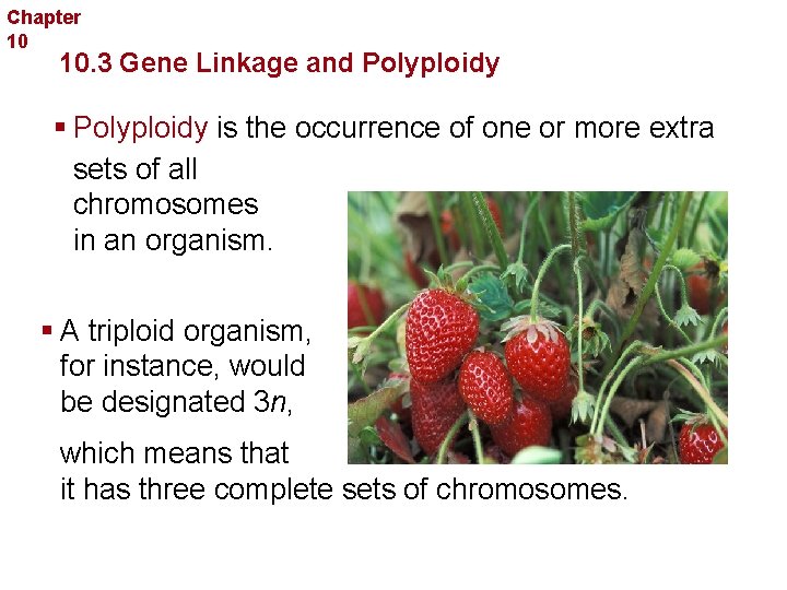 Chapter 10 Sexual Reproduction and Genetics 10. 3 Gene Linkage and Polyploidy § Polyploidy