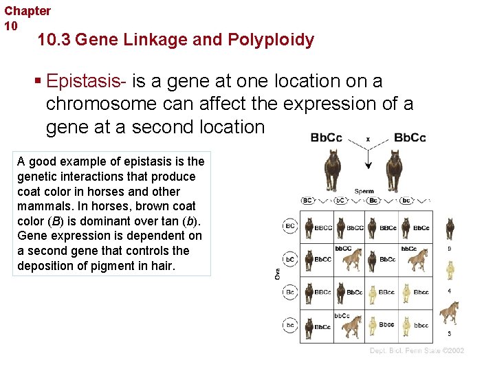 Chapter 10 Sexual Reproduction and Genetics 10. 3 Gene Linkage and Polyploidy § Epistasis-