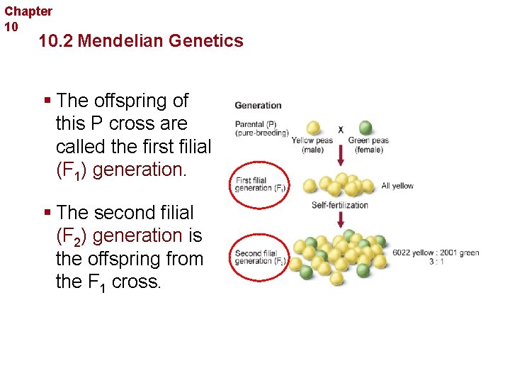 Chapter 10 Sexual Reproduction and Genetics 10. 2 Mendelian Genetics § The offspring of