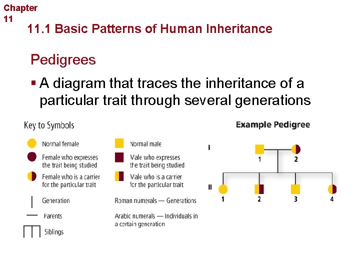 Chapter 11 Complex Inheritance and Human Heredity 11. 1 Basic Patterns of Human Inheritance