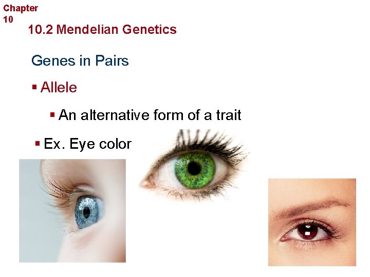 Chapter 10 Sexual Reproduction and Genetics 10. 2 Mendelian Genetics Genes in Pairs §