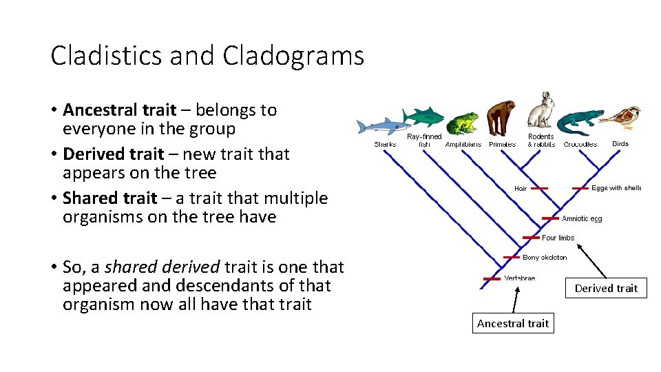 Cladistics and Cladograms • Ancestral trait – belongs to everyone in the group •