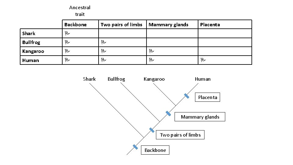 Ancestral trait Backbone Two pairs of limbs Mammary glands Shark Bullfrog Kangaroo Human Shark