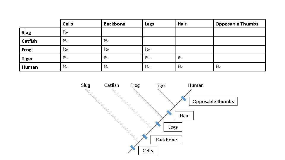 Cells Backbone Legs Hair Slug Catfish Frog Tiger Human Slug Catfish Frog Opposable Thumbs