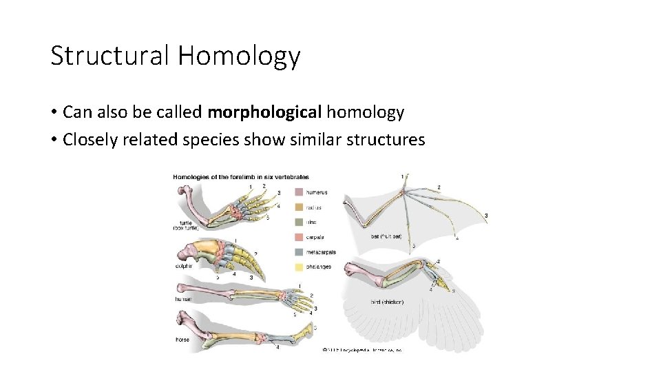Structural Homology • Can also be called morphological homology • Closely related species show