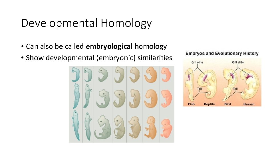 Developmental Homology • Can also be called embryological homology • Show developmental (embryonic) similarities