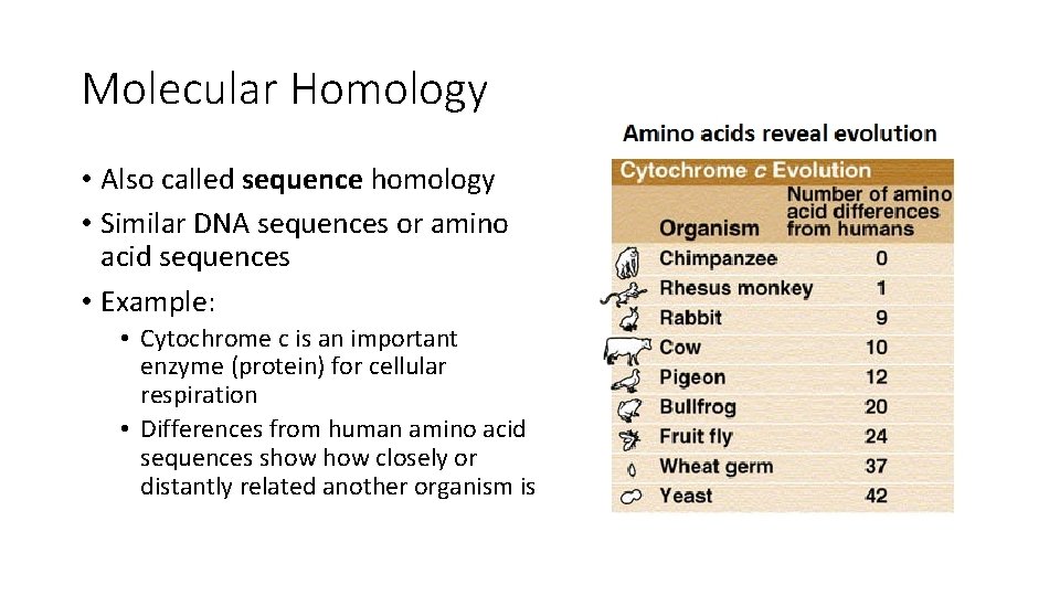 Molecular Homology • Also called sequence homology • Similar DNA sequences or amino acid