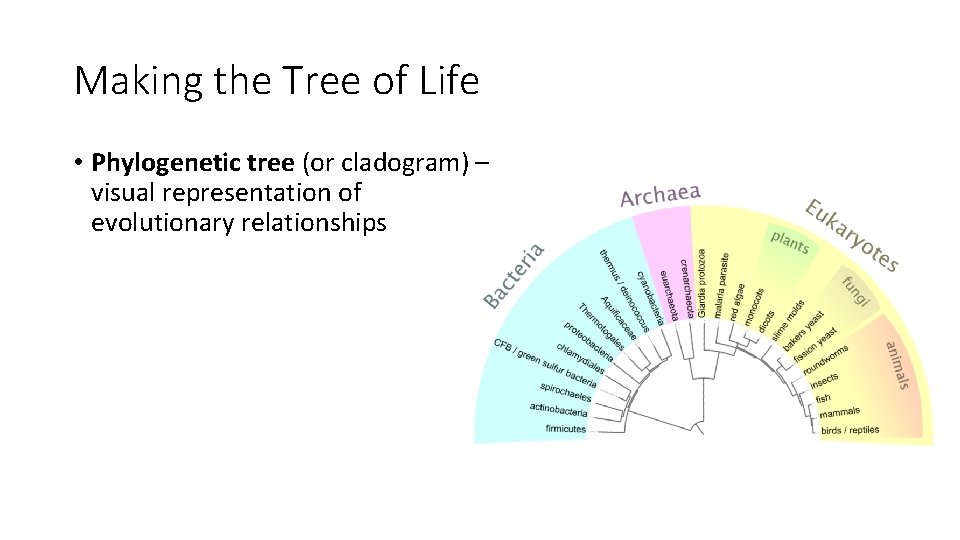 Making the Tree of Life • Phylogenetic tree (or cladogram) – visual representation of