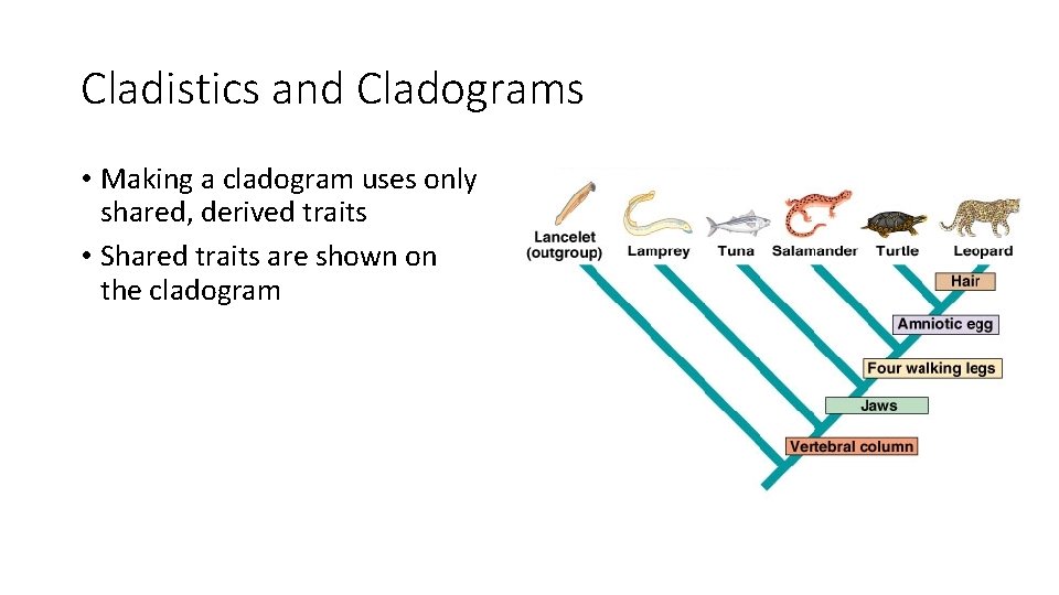 Cladistics and Cladograms • Making a cladogram uses only shared, derived traits • Shared