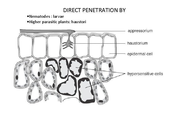 DIRECT PENETRATION BY • Nematodes : larvae • Higher parasitic plants: haustori 