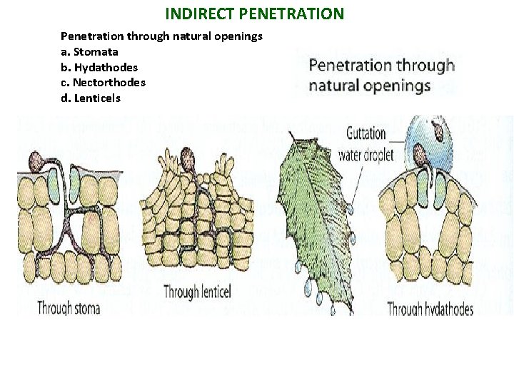 INDIRECT PENETRATION Penetration through natural openings a. Stomata b. Hydathodes c. Nectorthodes d. Lenticels