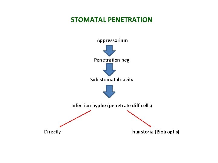 STOMATAL PENETRATION Appressorium Penetration peg Sub stomatal cavity Infection hyphe (penetrate diff cells) Directly