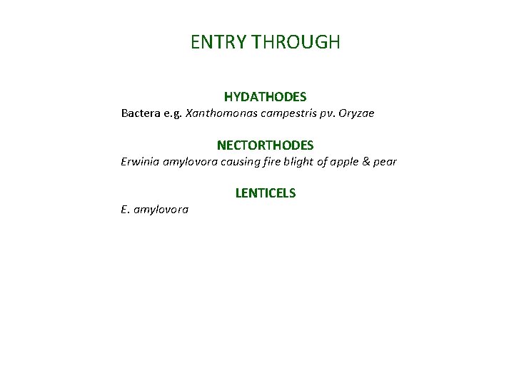 ENTRY THROUGH HYDATHODES Bactera e. g. Xanthomonas campestris pv. Oryzae NECTORTHODES Erwinia amylovora causing