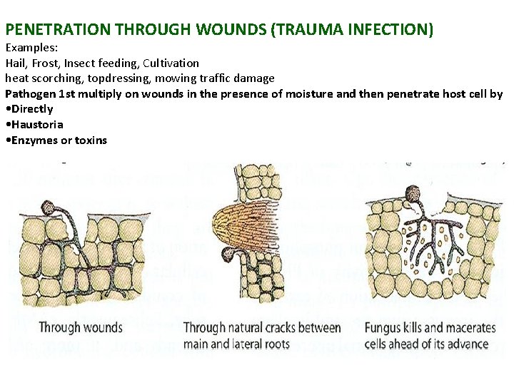 PENETRATION THROUGH WOUNDS (TRAUMA INFECTION) Examples: Hail, Frost, Insect feeding, Cultivation heat scorching, topdressing,