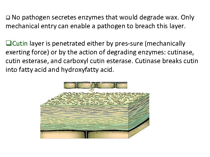 q No pathogen secretes enzymes that would degrade wax. Only mechanical entry can enable