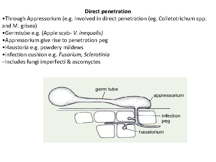 Direct penetration • Through Appressorium (e. g. Involved in direct penetration (eg. Colletotrichum spp.