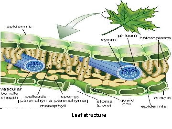 Leaf structure 