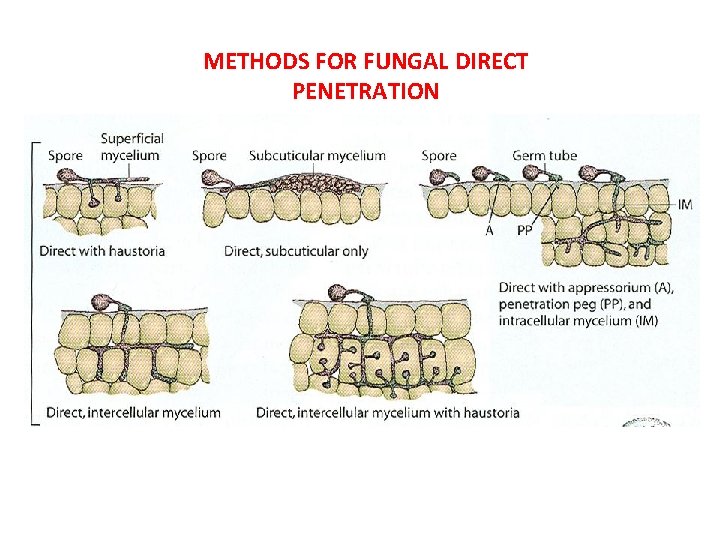 METHODS FOR FUNGAL DIRECT PENETRATION 