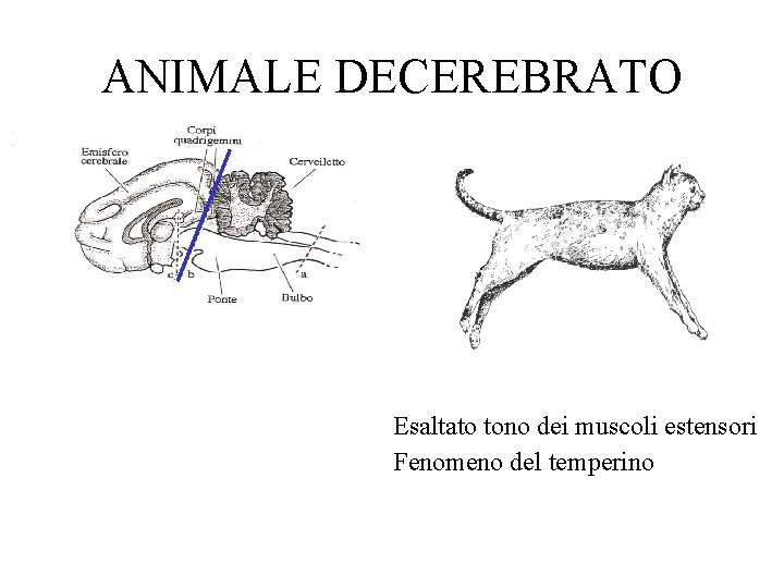 ANIMALE DECEREBRATO Esaltato tono dei muscoli estensori Fenomeno del temperino 