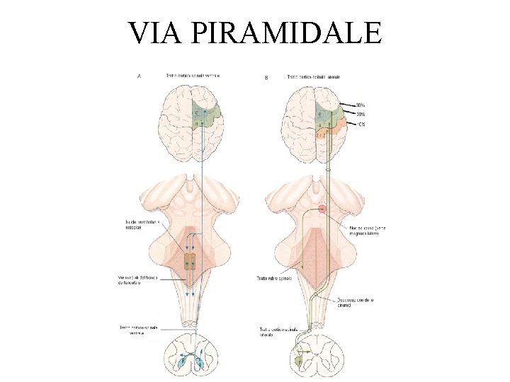 VIA PIRAMIDALE 