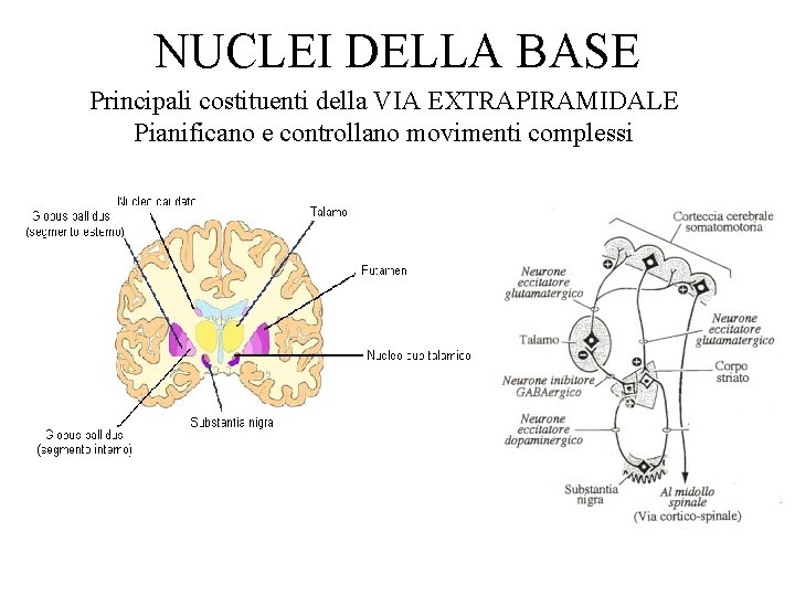 NUCLEI DELLA BASE Principali costituenti della VIA EXTRAPIRAMIDALE Pianificano e controllano movimenti complessi 