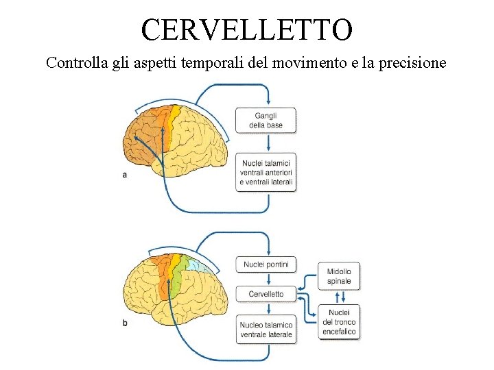 CERVELLETTO Controlla gli aspetti temporali del movimento e la precisione 