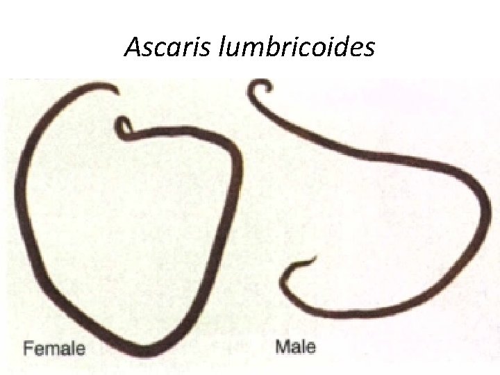 Ascaris lumbricoides 