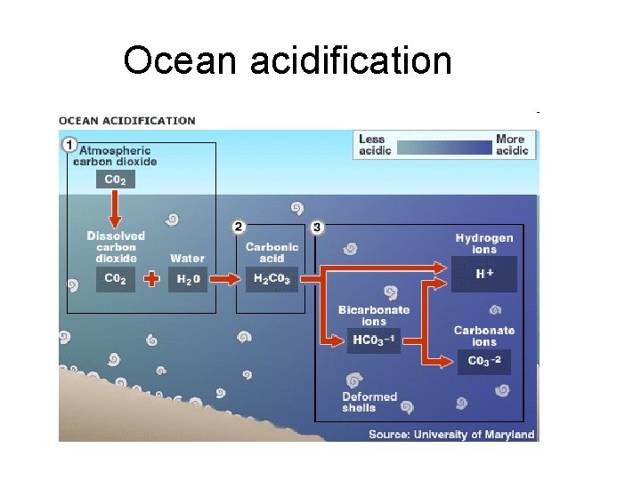 Ocean acidification 