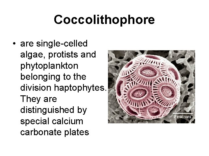 Coccolithophore • are single-celled algae, protists and phytoplankton belonging to the division haptophytes. They