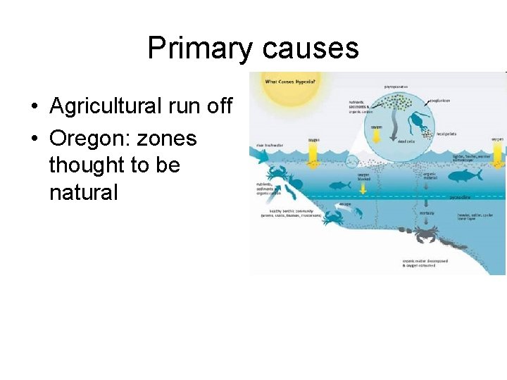 Primary causes • Agricultural run off • Oregon: zones thought to be natural 