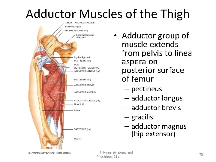 Adductor Muscles of the Thigh • Adductor group of muscle extends from pelvis to Adductor Muscles of the Thigh • Adductor group of muscle extends from pelvis to
