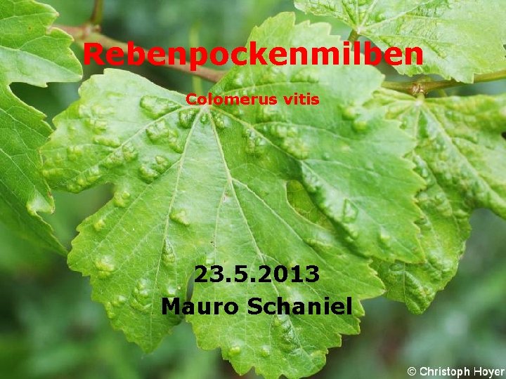 Rebenpockenmilben Colomerus vitis 23. 5. 2013 Mauro Schaniel 