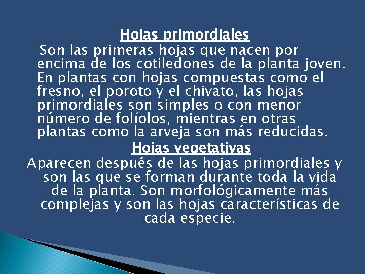 Hojas primordiales Son las primeras hojas que nacen por encima de los cotiledones de