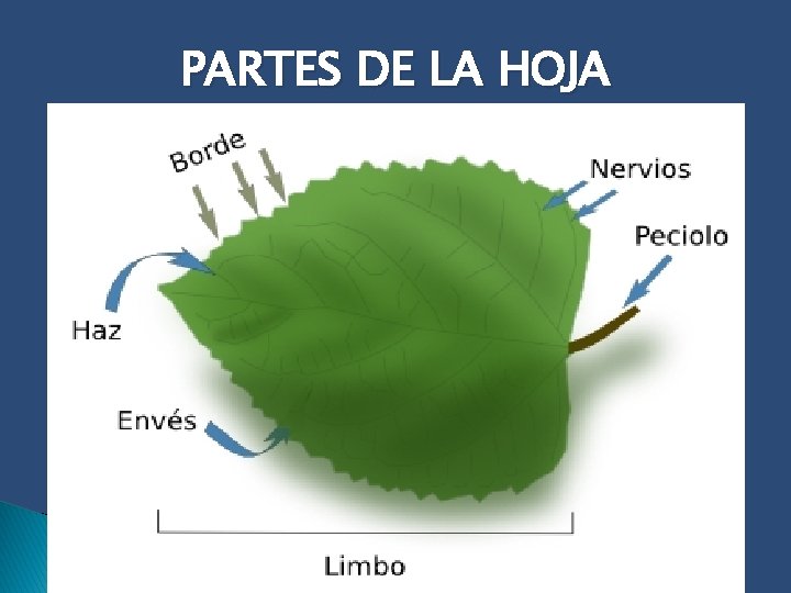 PARTES DE LA HOJA 