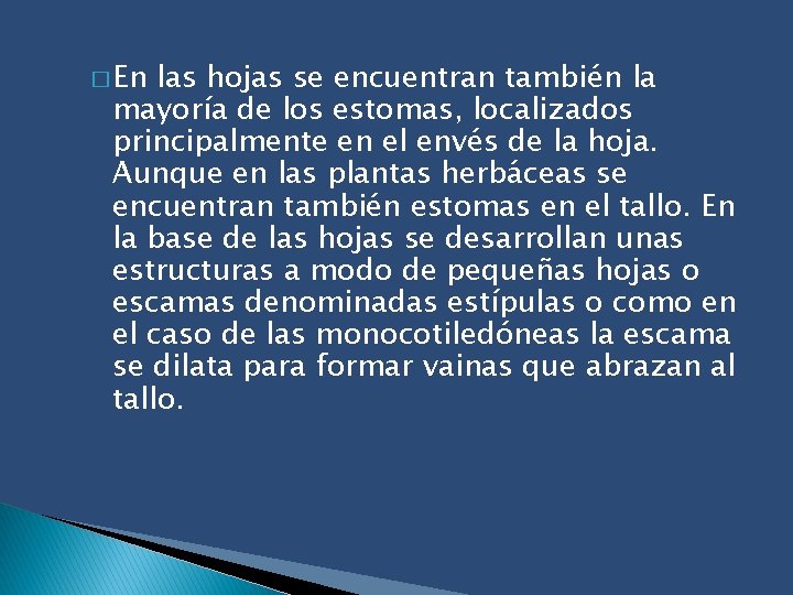 � En las hojas se encuentran también la mayoría de los estomas, localizados principalmente