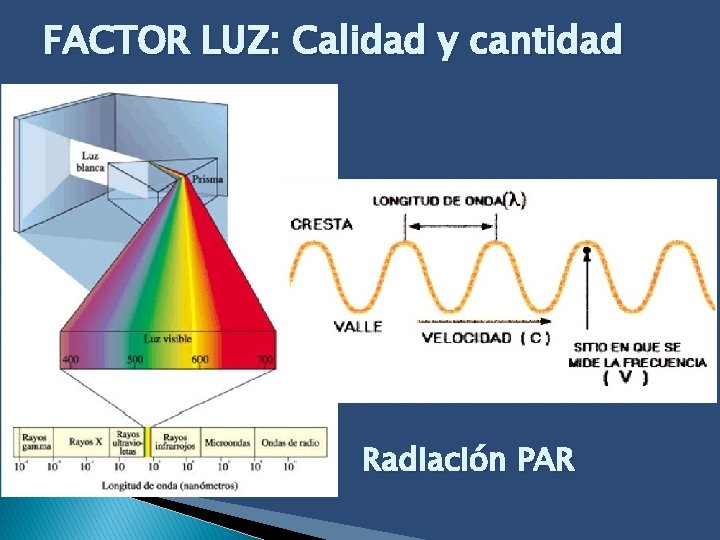 FACTOR LUZ: Calidad y cantidad Radiación PAR 