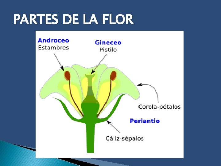 PARTES DE LA FLOR 
