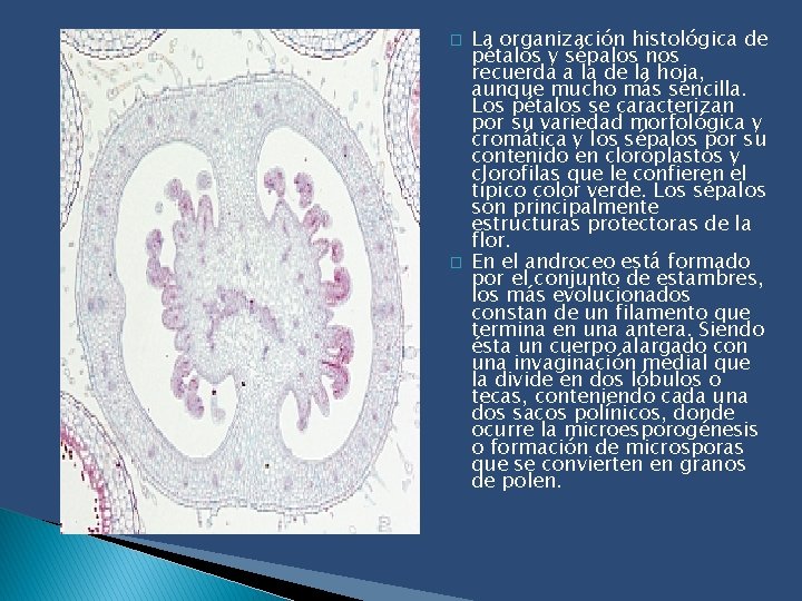 � � La organización histológica de pétalos y sépalos nos recuerda a la de